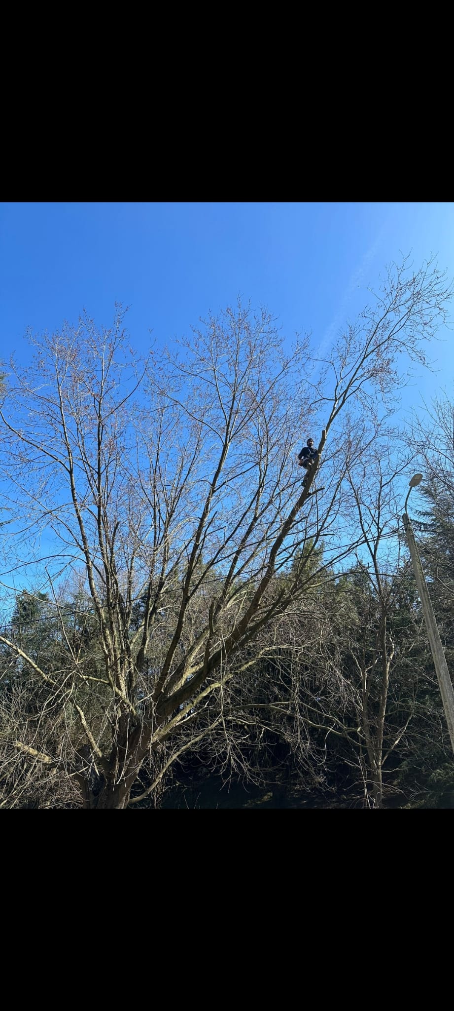 Poda profesional en altura en Cantabria