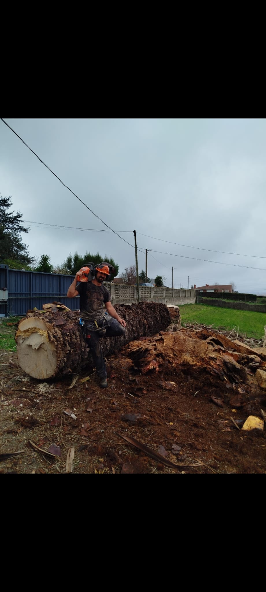 Tala de árbol de gran porte
